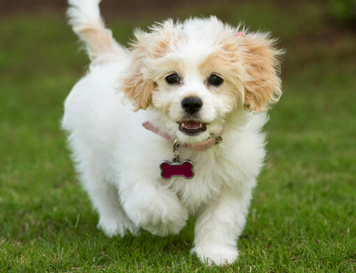 Cavachon puppies for sales adoption